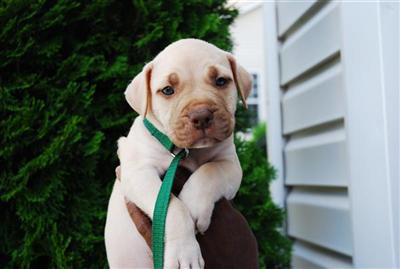 Puppies in NC